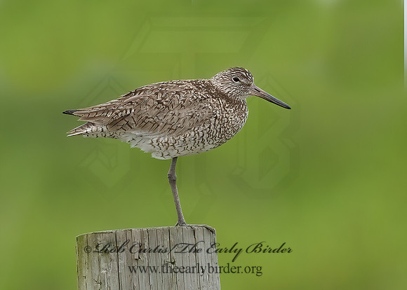 Tringa semipalmatus  WILLET 6023252z