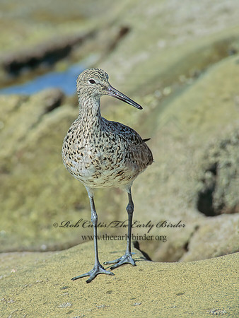 Tringa semipalmatus  WILLET 123820z