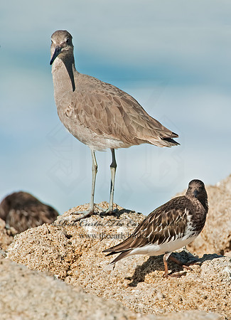 Tringa semipalmatus  WILLET 8020537z
