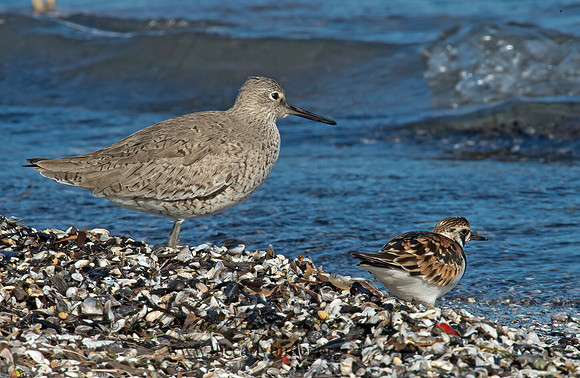 Tringa semipalmatus  WILLET 9001310z