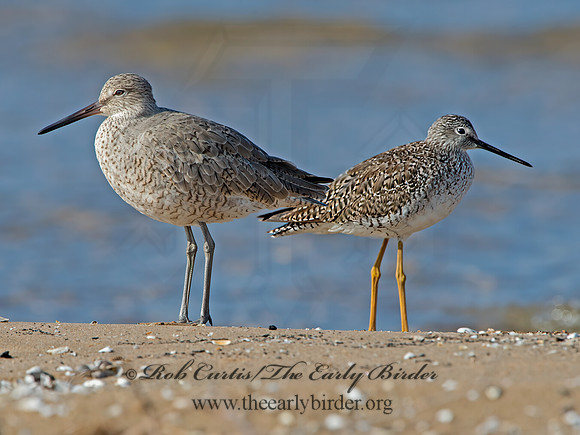Tringa semipalmatus  WILLET 9030328z