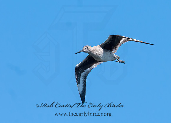 Tringa semipalmatus  WILLET 3016660z