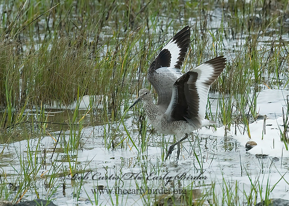 Tringa semipalmatus  WILLET 6023225sz
