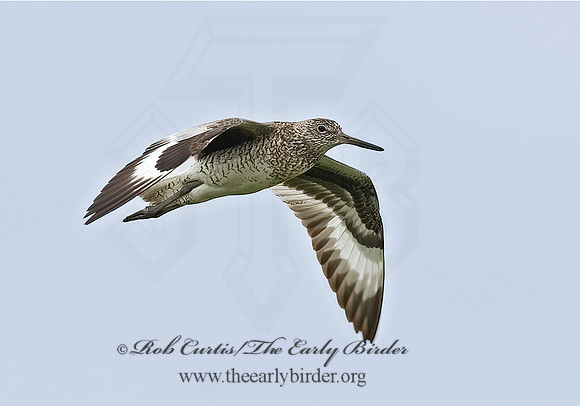 Tringa semipalmatus  WILLET 6023258z