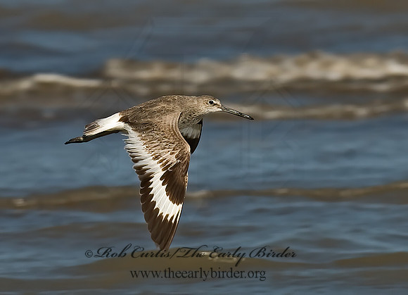 Tringa semipalmatus  WILLET 6022558z