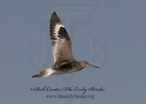Tringa semipalmatus  WILLET 60225734z