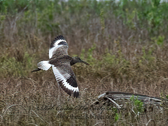 Tringa semipalmatus  WILLET 6038900z
