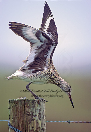 Tringa semipalmatus  WILLET 46204-1z