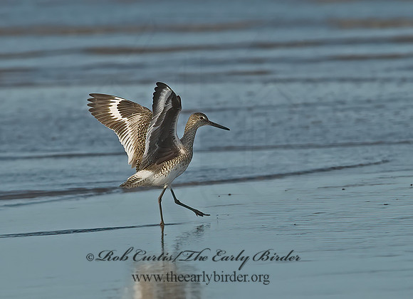 Tringa semipalmatus  WILLET 7003993z