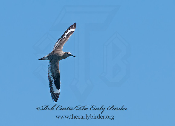 Tringa semipalmatus  WILLET 3016659z