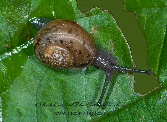 Mesodon sp  POLYGYRID SNAIL 7015419z