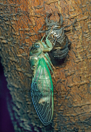 Neotibicen canicularis  DOG-DAY CICADA 155421z