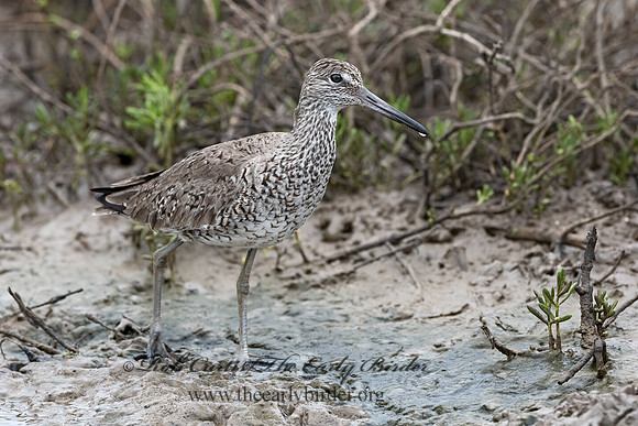 Tringa semipalmatus  WILLET 3029602z-
