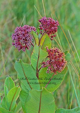 Asclepias syriaca  COMMON MILKWEED 283126z