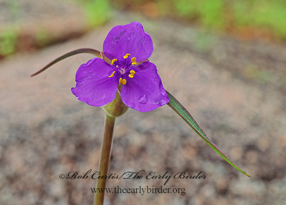 Tradescantia  SPIDERWORT 86123z