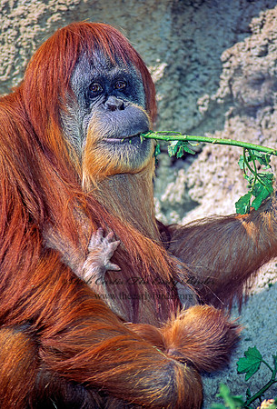 Pongo pygmaeus  ORANGUTAN 126317z