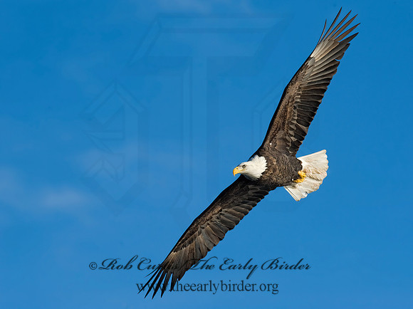 Haliaeetus leucocephalus  BALD EAGLE 8009770 z