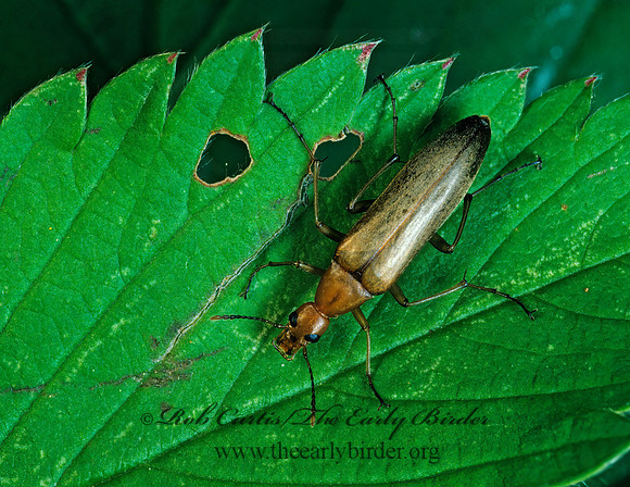 Cephaloon lepturides  FALSE LEPTURA BEETLE 177508z