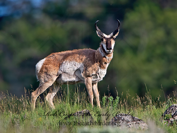 Antilocapra americana  PRONGHORN 9061512z