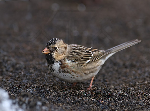 Zonotrichia querula  HARRIS'S SPARROW 7014160z