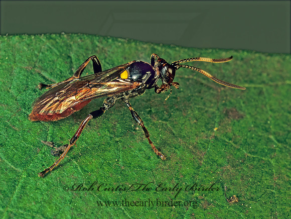 Cratichneumon annulatipes 115405z