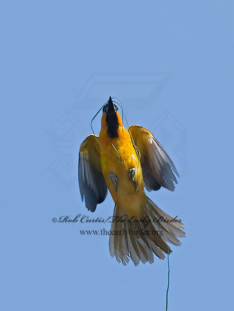 Icterus gularis  ALTAMIRA ORIOLE 7005505z