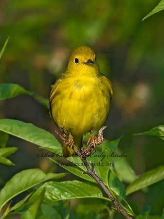 Setophaga petechia  YELLOW WARBLER 8013291z