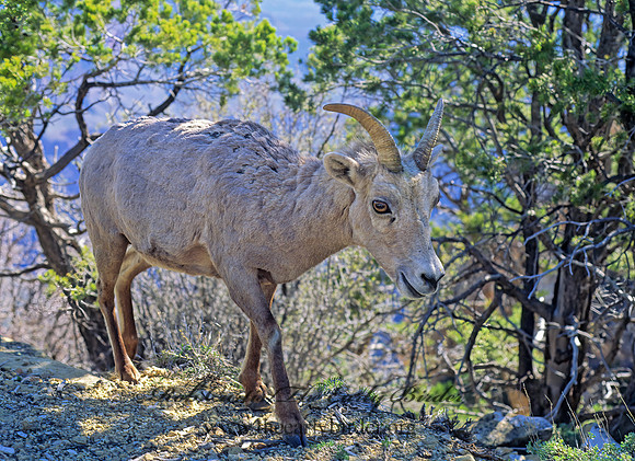 Ovis canadensis  BIGHORN SHEEP 121210z