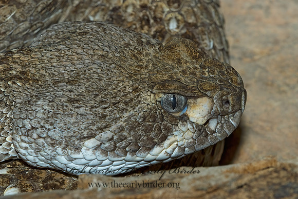 Crotalus atrox  WESTERN DIAMONDBACK RATTLESNAKE 6025411z