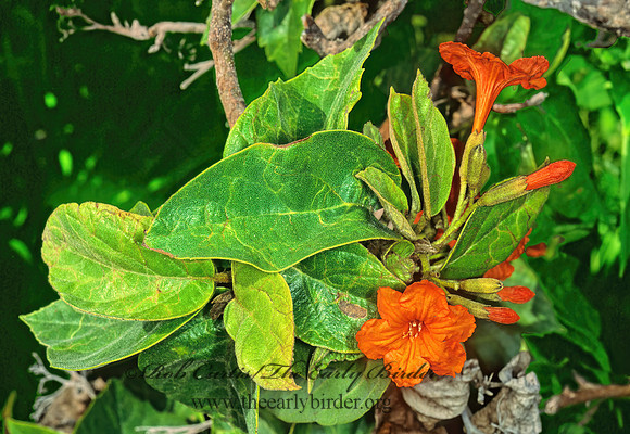Cordia sebastena  LARGE LEAF GEIGERTREE 249007z