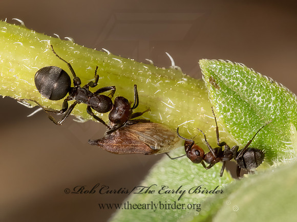 Formica integra group   WOOD ANT 3023231z