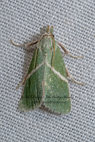 Anemosella obliquata  CHRYSAUGINAE PYRALID 3039401z