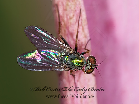Diaphorus LONGLEGGED FLY 6011348z