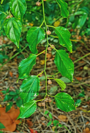 Colubrina asiatica  LEATHERLEAF 247828z