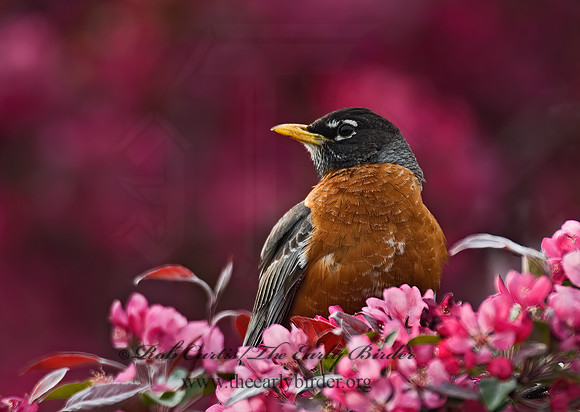Turdus migratorius  AMERICAN ROBIN 6004530z