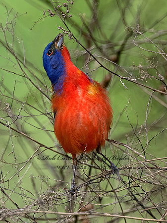 Passerina ciris  PAINTED BUNTING 3030110z