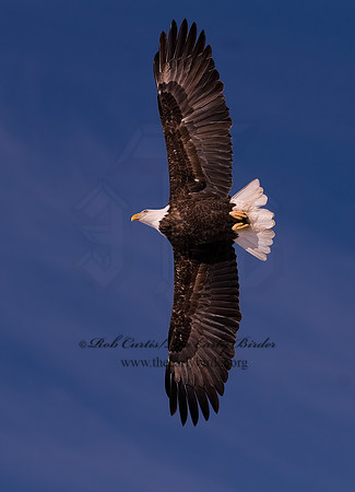Haliaeetus leucocephalus  BALD EAGLE 6020671z