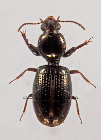 Dyschirius nigreps or maripes 9016299z