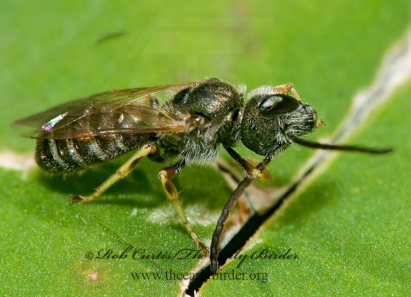 Halictus (Seladonia) confusus  CONFUSING FURROW BEE 8031481 z