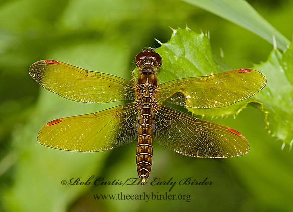 Perithemis tenera EASTERN AMBERWING 5012047 M