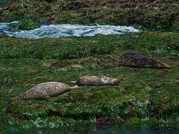 Phoca vitulina  HARBOR SEAL 9055916z