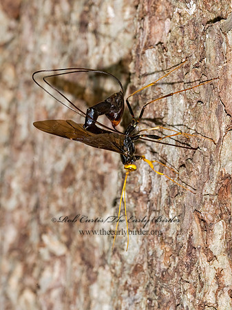 Megarhyssa atrata 8005849 Fz