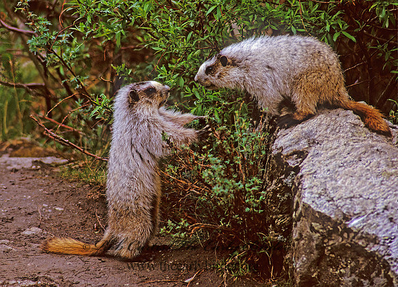 Marmota calligata  HOARY MARMOT 234710z