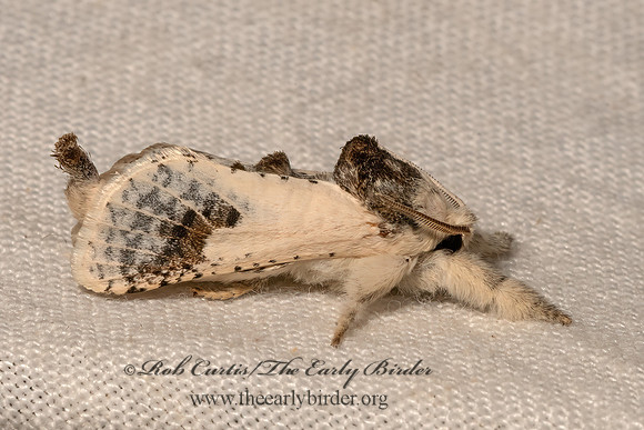 Givira theodori  LEOPARD MOTH 3033256z