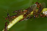 Lasius claviger SMALLER YELLOW ANT 5016647z