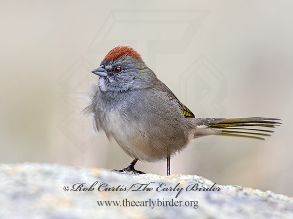 Pipilo chlorurus  GREEN-TAILED TOWHEE 3025504z