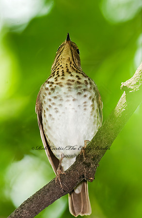 Catharus ustulatus  SWAINSON'S THRUSH 8022270z