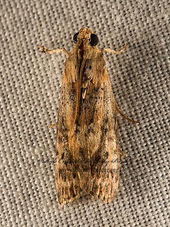 Phycitini  PYRALID MOTH 9049968z