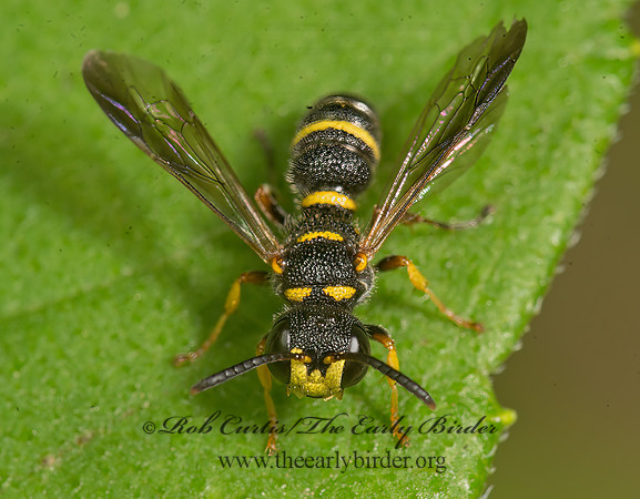 Cerceris insolita  WEEVIL WASP 9047152z