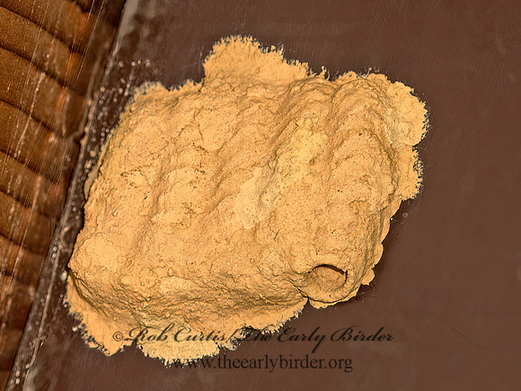 Sceliphron caementarium  BLACK & YELLOW MUD DAUBER 9048113z